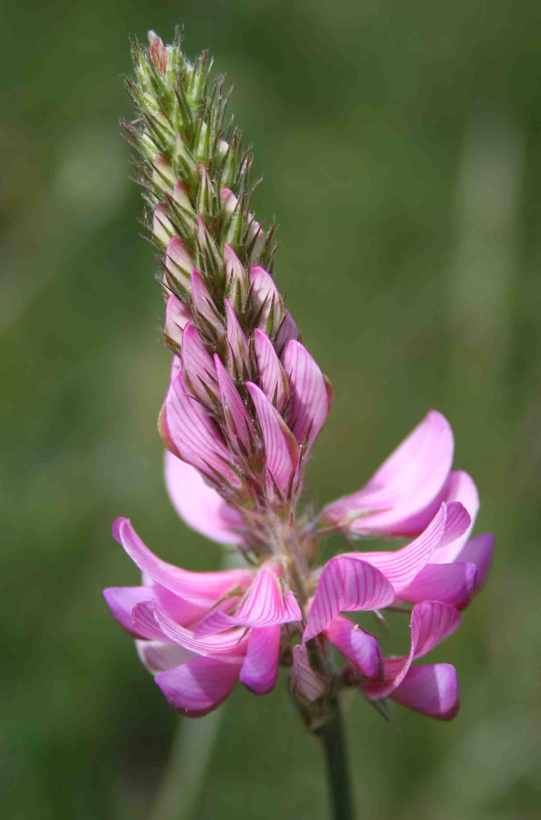 Asphodelus? no, Onobrychis sp.